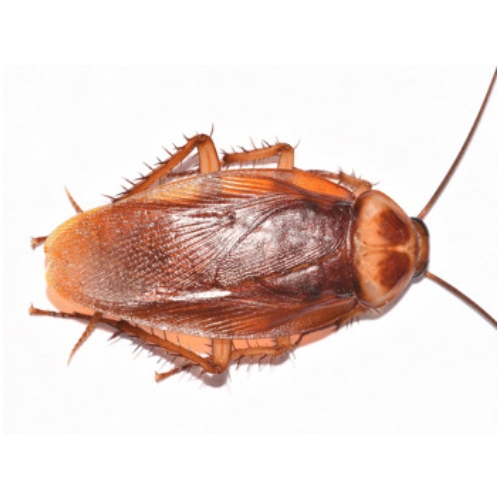 Gián Mỹ