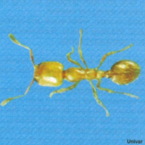 Kiến trộm