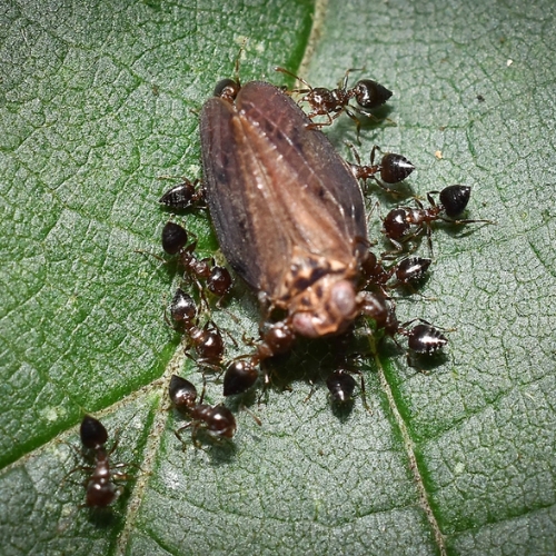 Kiến nhào lộn