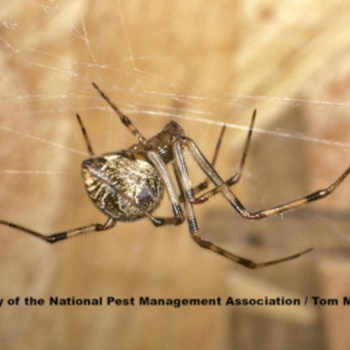 Nhện nhà