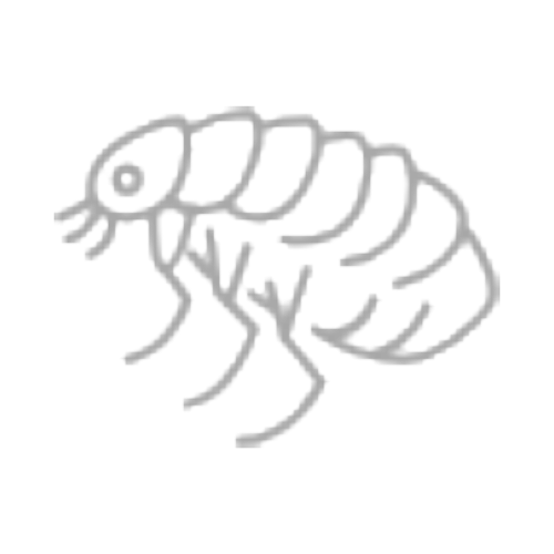 Bọ chét