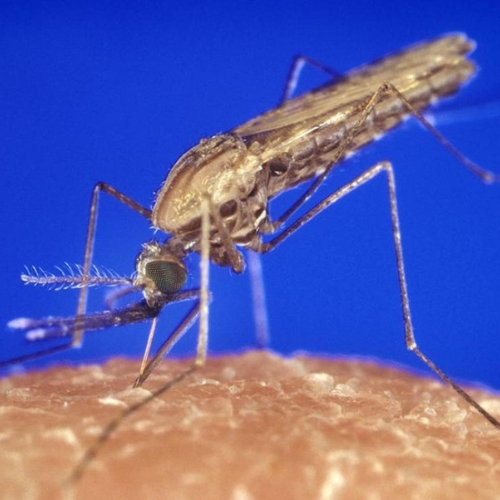 Muỗi Anopheles