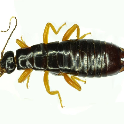 Bọ tai