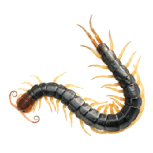 Rết